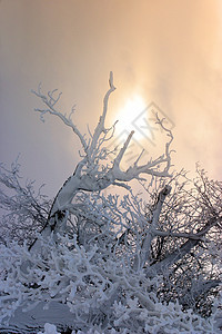 积雪中的树枝村庄冻结季节狂风孤独树叶蓝色毯子暴风雪分支机构图片