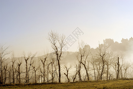 多雾路段森林树干亮度阴霾辉煌生态植被太阳公园生活图片