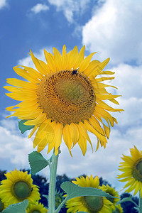 向日葵蓝天惊人的向日葵和蓝天空背景蓝色场景农场蔬菜场地花瓣天气叶子花粉植物背景