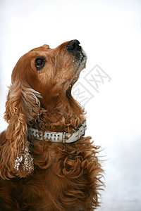 英语眼睛朋友犬类白色头发红色鼻子猎人哺乳动物宠物图片
