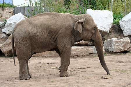 大象荒野耳朵哺乳动物皱纹白色力量野生动物动物动物园灰色图片