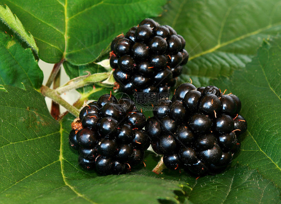 黑莓维生素水果甜点绿色饮食蓝色叶子花园种子黑色图片