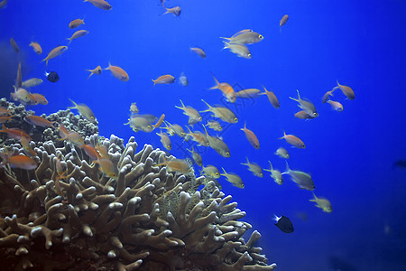 水下地貌景观鳞鳍浮潜蓝色海洋潜水明星珊瑚情调呼吸管异国图片