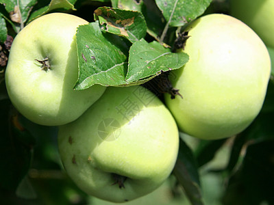 苹果果园晴天季节水果生长收成园艺诱惑苹果树农场图片