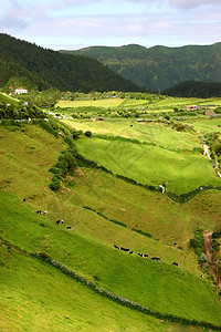 农场牧场场景环境晴天地面草地植物群农村场地孤独图片