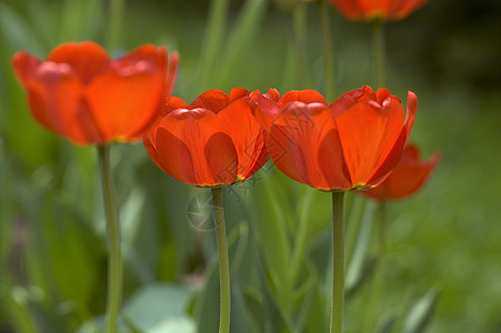 红色郁金香花序花园花瓣背景图片