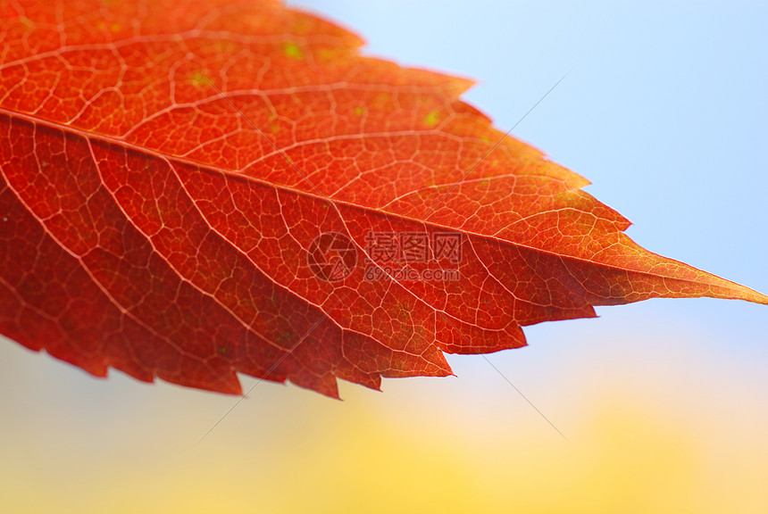秋叶在天空的底部黄色金色红叶宏观蓝色红色图片