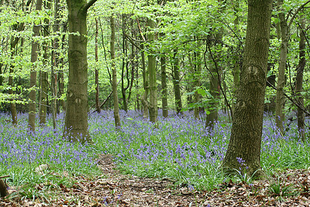 蓝铃木蓝色叶子美丽花朵地毯森林薄雾图片