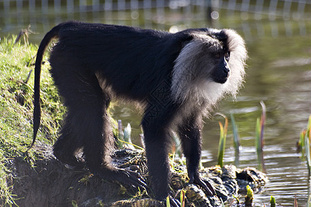 狮子大赛 Macaque猕猴荒野尾巴背景图片