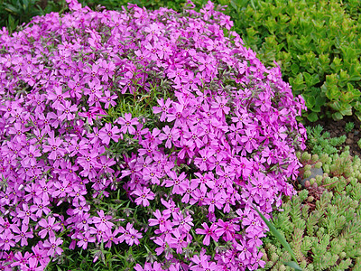 粉花花花束墙纸粉色花坛季节植物宏观花瓣花园植物群图片