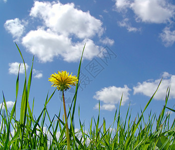 天空和天花板叶子天蓝色草本植物植物天气花朵蓝色风景季节墙纸图片