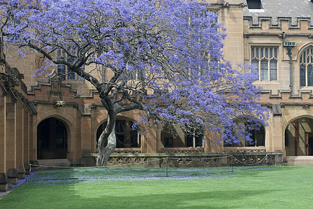 悉尼大学夸德龙历史教育四边形学习回廊庭院步伐历史性草地紫色背景