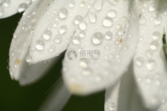花露植物群生活花园宏观雏菊美丽花瓣花朵白色飞沫图片