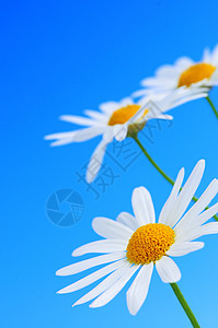 蓝色背景的黛西花朵植物学花园生长快乐荒野花瓣喜悦植物群野花生活图片