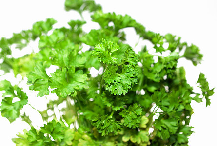 顶端多叶草本植物芳香草本叶子美食蔬菜香料香菜烹饪图片