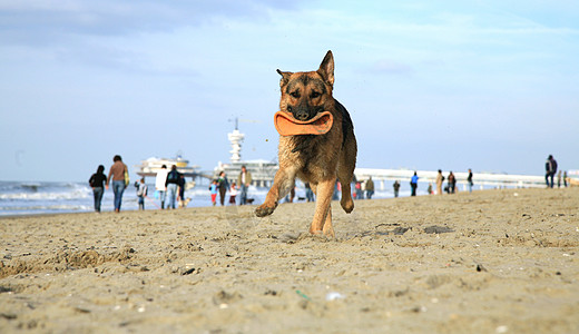 德国牧羊犬阿尔萨提安喜悦练习动物跑步锻炼乐趣海滩享受动力学速度图片