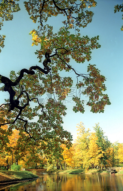 秋季池塘的图片视图阳光反射季节蓝色黑色绿色晴天黄色公园植物群图片