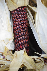 红干玉米的耳图片