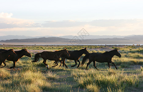 奔跑的野马鬃毛自由草地绿色动物沙漠速度尾巴天空牧场图片