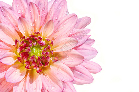 粉粉达丽花花念日植物大丽花粉色植物群花瓣滴水滴白色幸福宏观背景图片