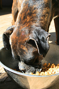 拳击狗吃狗营养食物拳击手狗粮用品宠物黑色房子图片