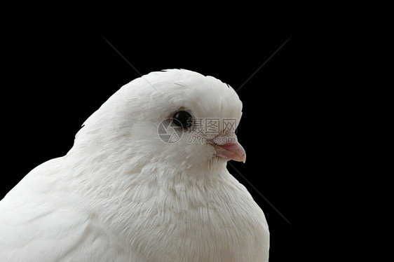 白鸽羽毛优美白色宗教精神鸽子自由信仰图片