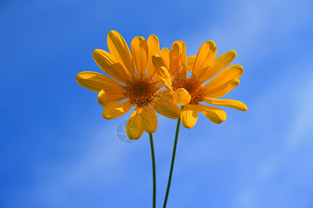 黄玉花分支机构阳光照射阳光季节植物花园时间果园雏菊晴天图片