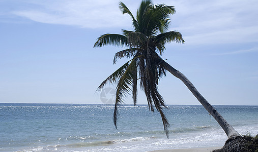 棕榈树向海洋倾斜图片