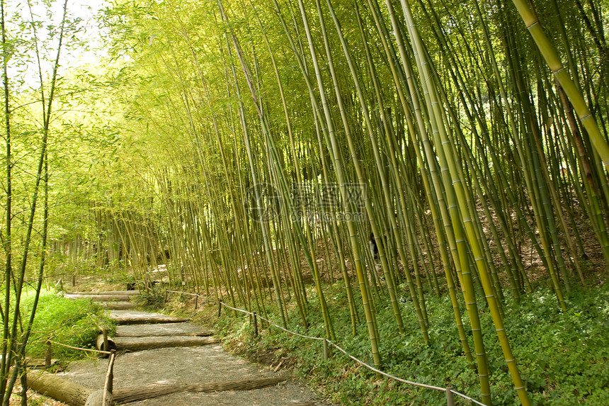 日本花园竹子反射池塘怀旧冥想绿色花园晴天植物公园图片