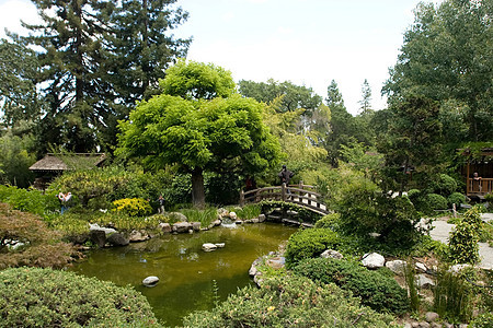 日本花园绿色竹子植物花园树林公园晴天冥想池塘绿化图片