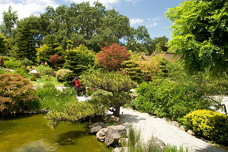日本花园晴天反射冥想绿色竹子公园树林池塘绿化植物图片