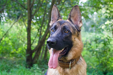 德国牧羊人羊犬训练猎犬警犬注意力粉色动物乐趣耳朵图片