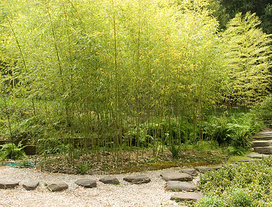 日本花园冥想反射花园树林绿色竹子晴天植物池塘园林图片