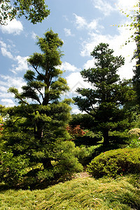 日本花园花园树林植物竹子晴天公园反射冥想绿色怀旧图片