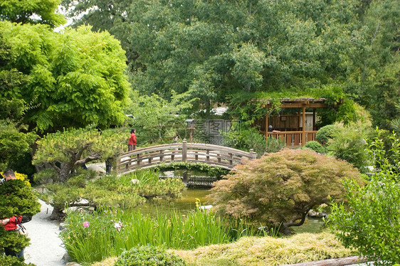 日本花园绿色冥想反射晴天植物怀旧树林公园竹子花园图片