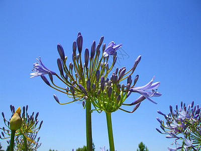 阿加帕图斯花时间阳光植物群宏观分支机构植物花园季节蓝色晴天图片