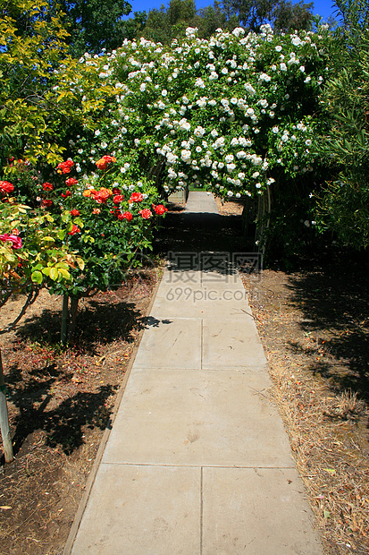 花园园花园时间太阳植物阳光照射入口宏观季节玫瑰植物群图片