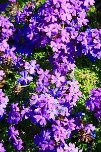 紫兰塔那花花园宏观绿色时间分支机构阳光照射季节植物群紫色太阳图片