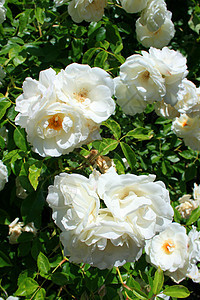 白玫瑰花花植物群晴天阳光照射玫瑰花园阳光太阳分支机构白色时间图片