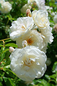 白玫瑰花花阳光阳光照射白色植物群季节花园时间植物宏观分支机构图片
