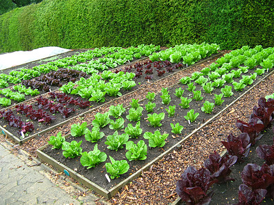 拨款分配额花园菜地种植园生命青菜食物菜园园艺植物图片
