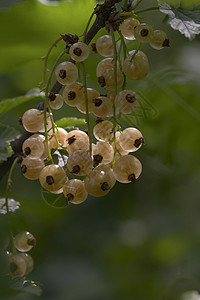 白花纹枝条绿色食物叶子植物群白色花园水果图片