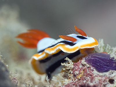 Nudibranch水下作业图片