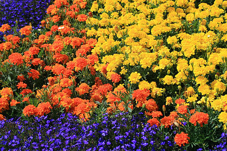 鲜花花阳光绿色植物群阳光照射分支机构花园宏观时间季节季节性图片