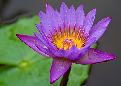 利里情调百合荷花叶子公园太阳漂浮花园植物池塘图片