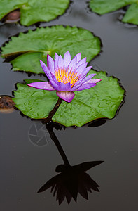 百合蓝色水池植物花瓣植被美丽反射花园荷花热带图片