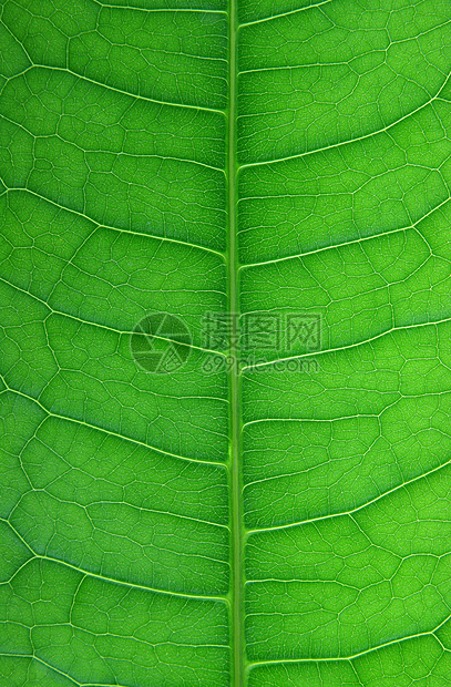 叶子绿色植物叶脉宏观植物学图片