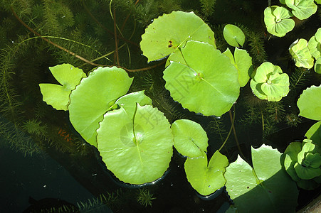 莲莲叶叶子装饰品莲藕绿色水生植物池塘宗教图片