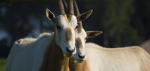 Oryx 蚂蚁座野生动物羚羊哺乳动物图片