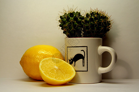 Lemon'n仙人掌图片